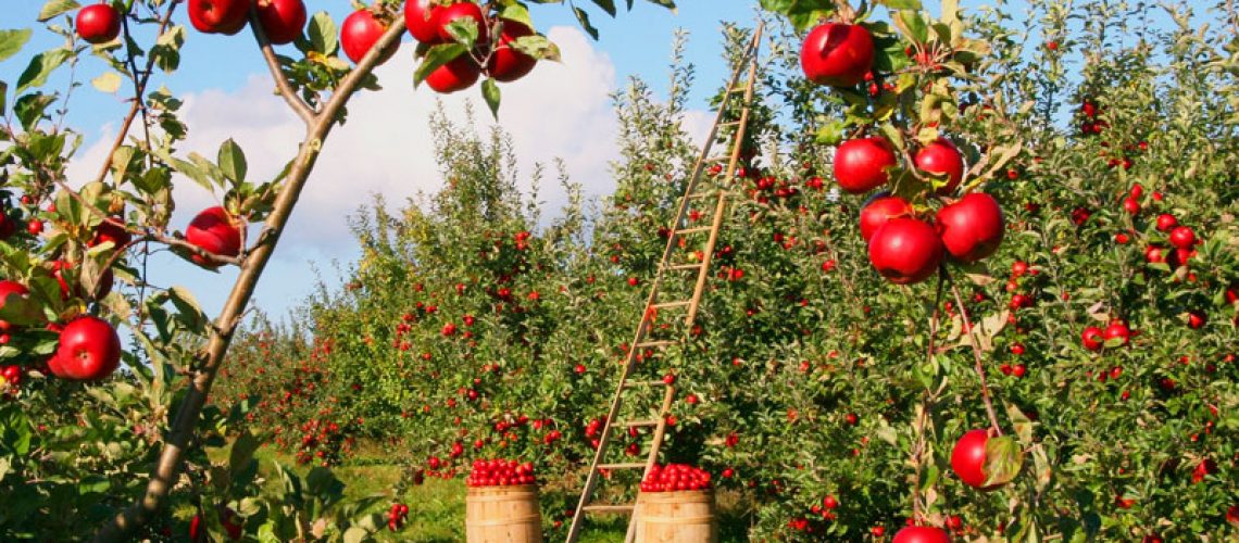 apple-orchard